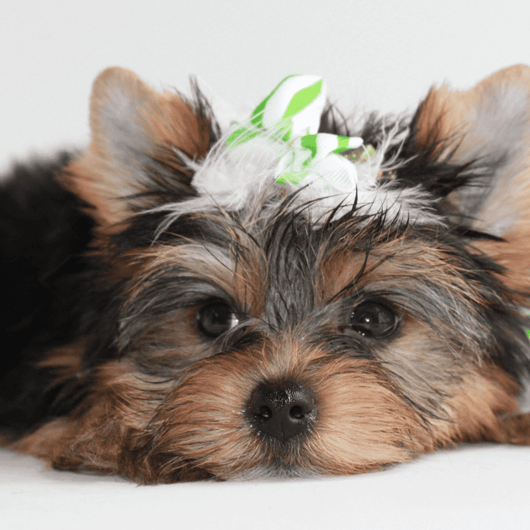 How Often Should You Bathe a Yorkshire Terrier