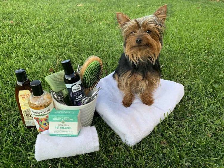 How Often Should You Bathe a Yorkshire Terrier