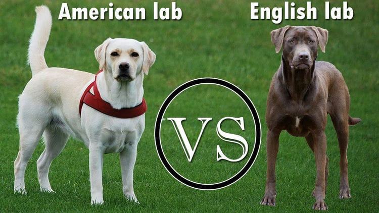 What Size is a Labrador Retriever -American Labrador Retriever 0