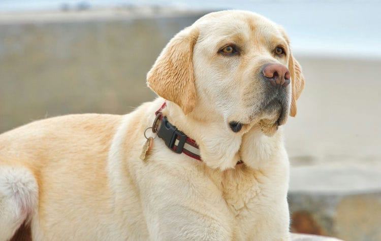 What Size is a Labrador Retriever - English Labrador Retriever