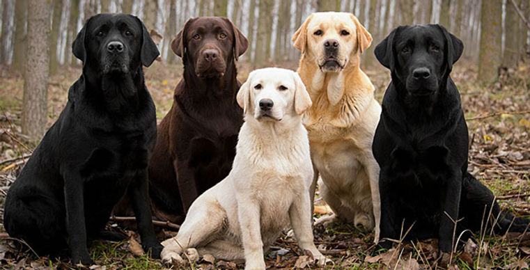 What Size is a Labrador Retriever â