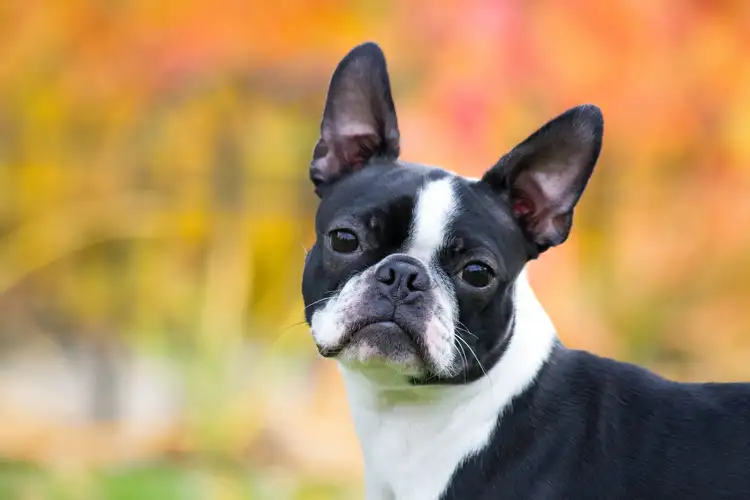 What is a Boston Terrier