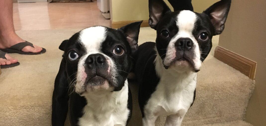 What is a Boston Terrier