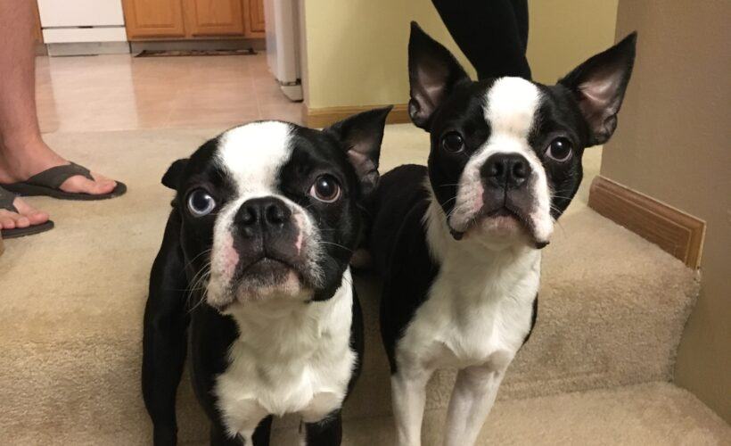 What is a Boston Terrier