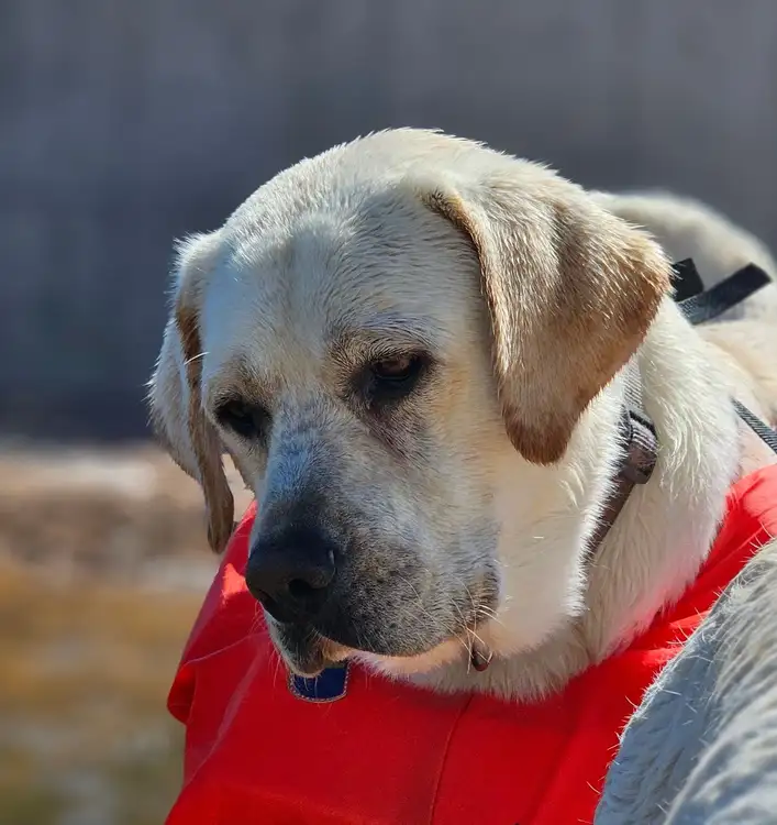 What is an English Labrador Retriever