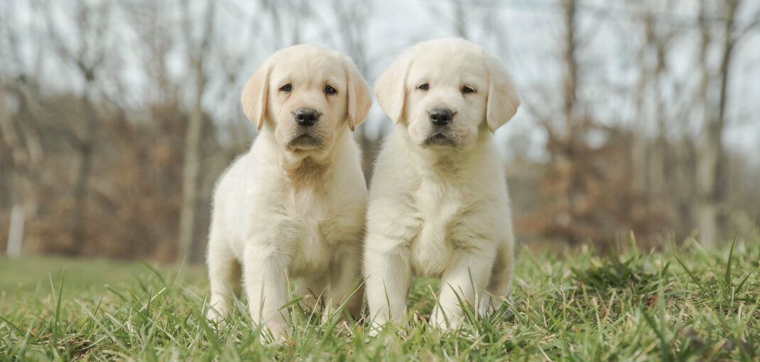 What is an English Labrador Retriever