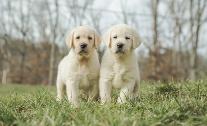 What is an English Labrador Retriever