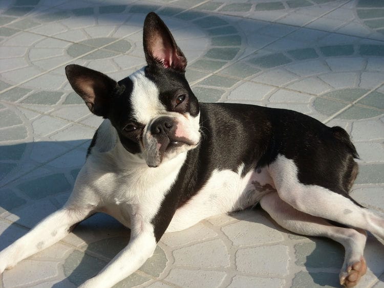 When Do Boston Terriers Stop Growing