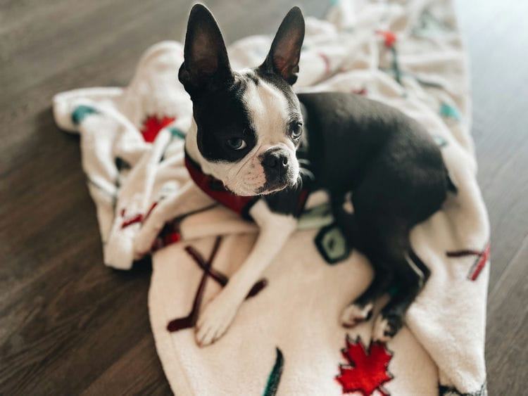 When Do Boston Terriers Stop Growing