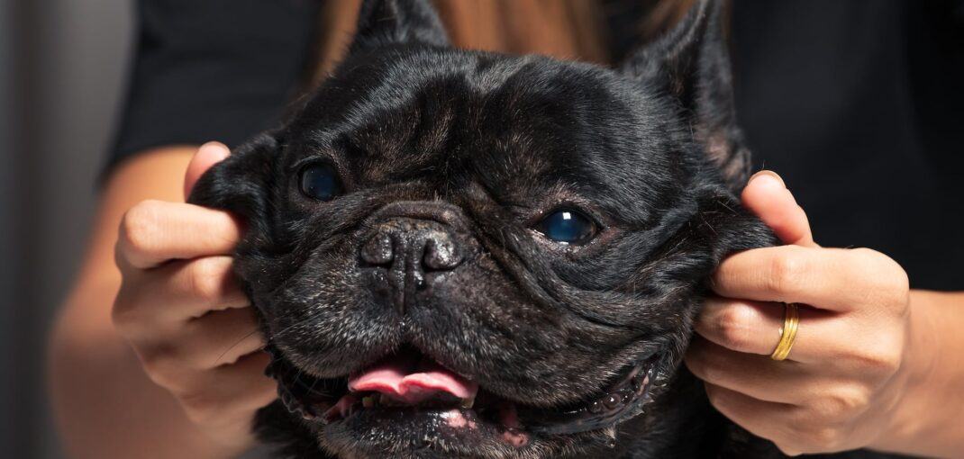 Where Are French Bulldogs From