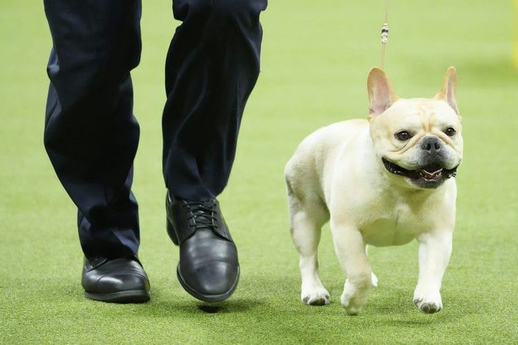 Where Are French Bulldogs From