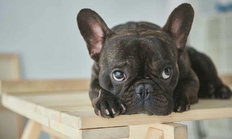 Where Are French Bulldogs From