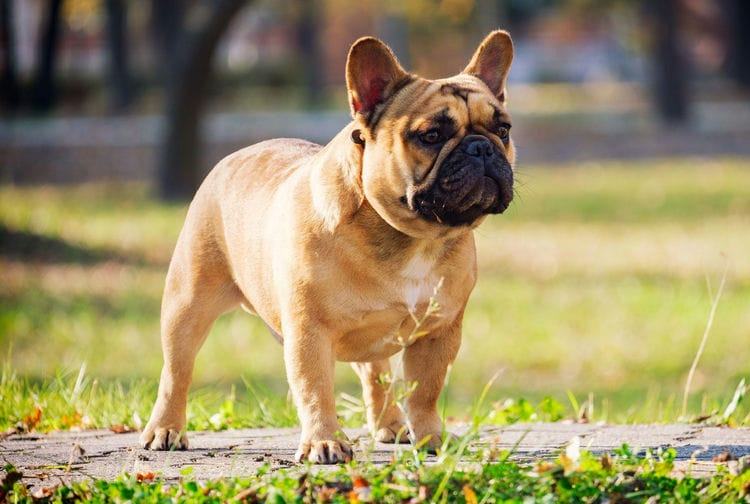 Where Are French Bulldogs From