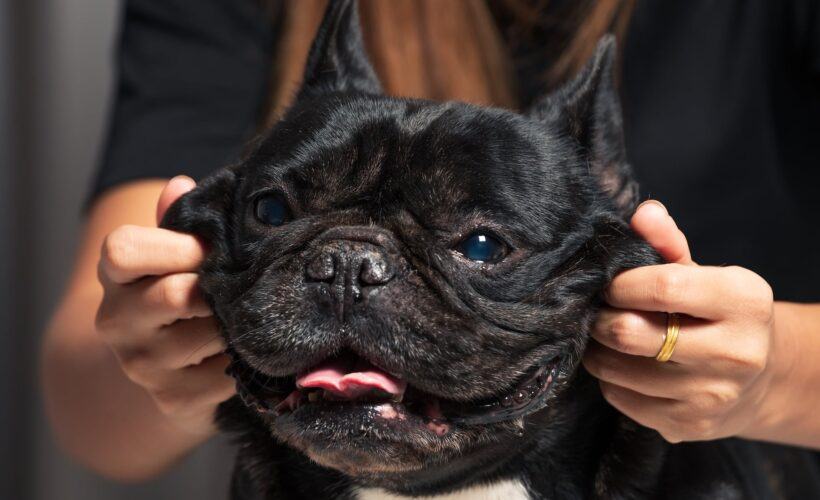 Where Are French Bulldogs From