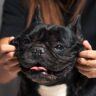 Where Are French Bulldogs From