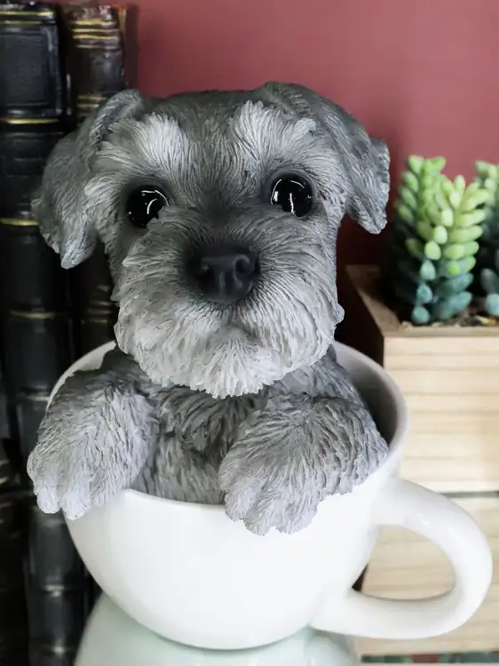 Where Are Schnauzers From