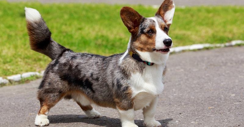 Where Did Corgis Come From