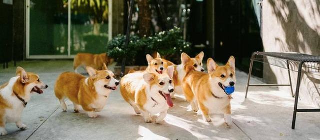 Where Did Corgis Come From