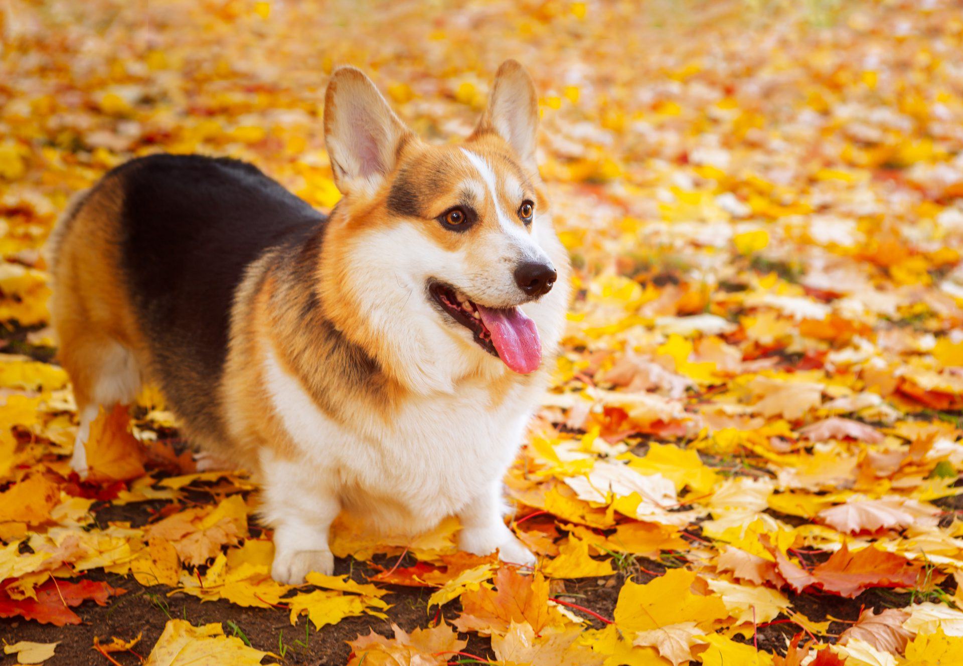 Where Did Corgis Come From