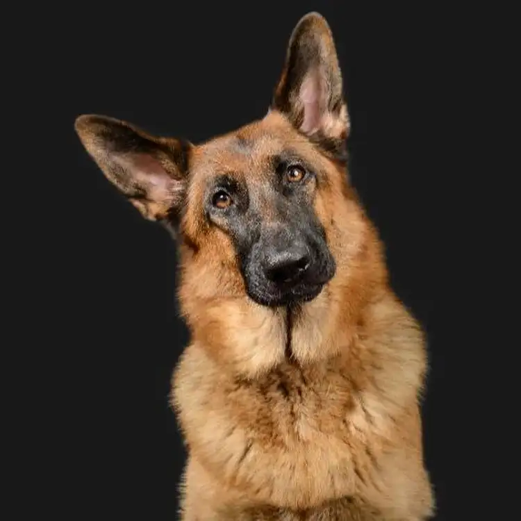 Where Did German Shepherds Come From