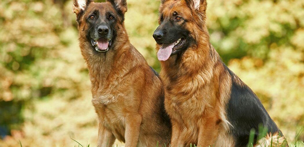 Where Did German Shepherds Come From