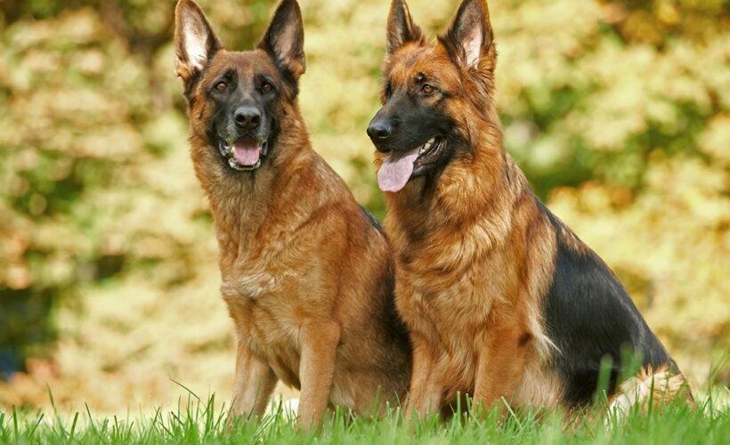 Where Did German Shepherds Come From