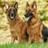 Where Did German Shepherds Come From