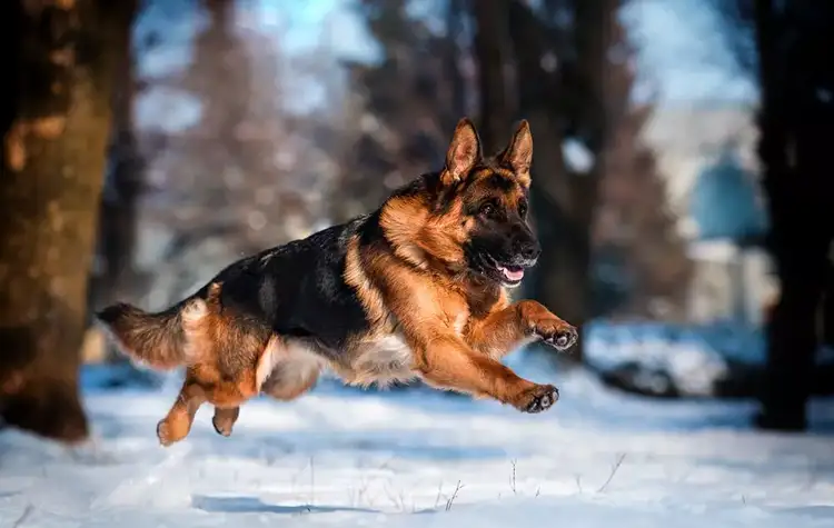 Can German Shepherds Have Blue Eyes