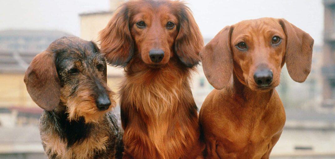 Why Dachshunds Are the Best Breed