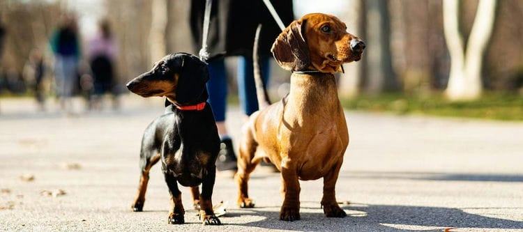 Why Dachshunds Are the Best Breed