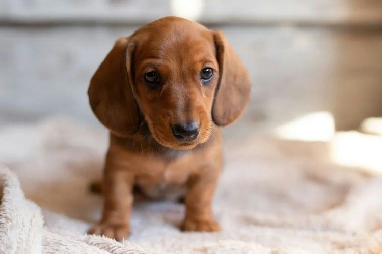 Why Dachshunds Are the Best Breed