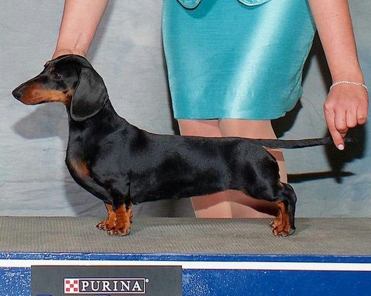 Why Dachshunds Are the Best Breed