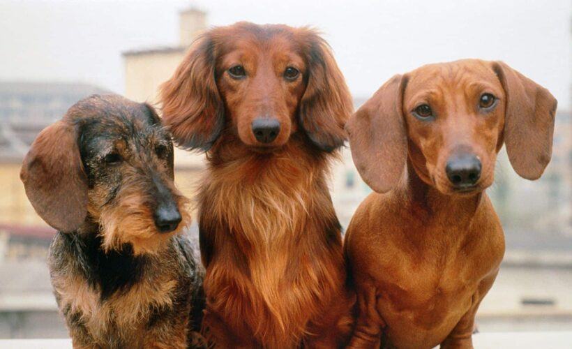 Why Dachshunds Are the Best Breed