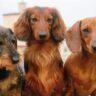 Why Dachshunds Are the Best Breed