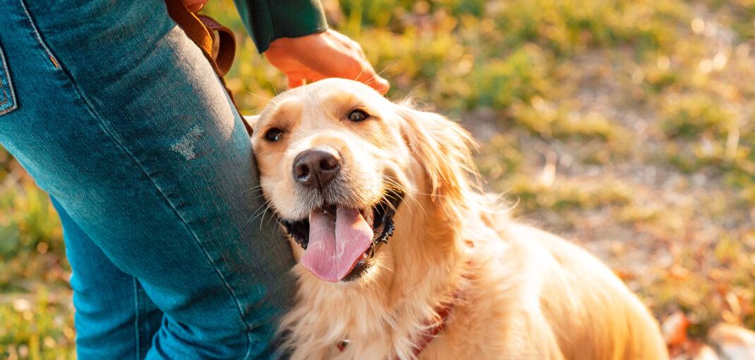 Why Golden Retrievers Are the Best