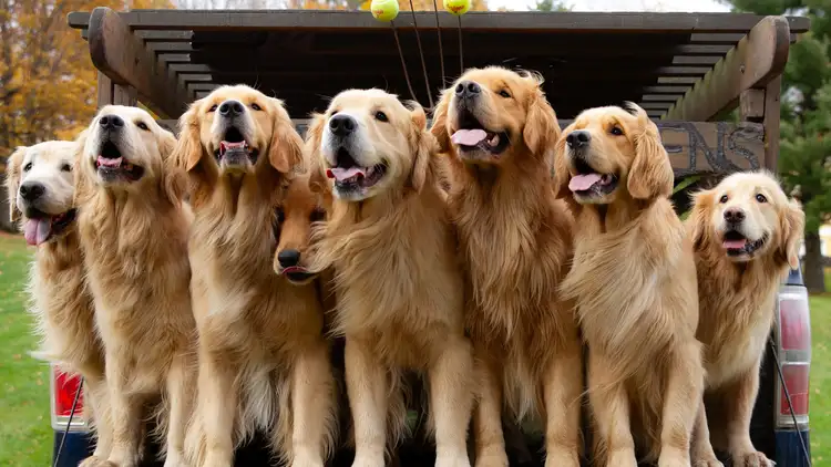 Why Golden Retrievers Are the Best