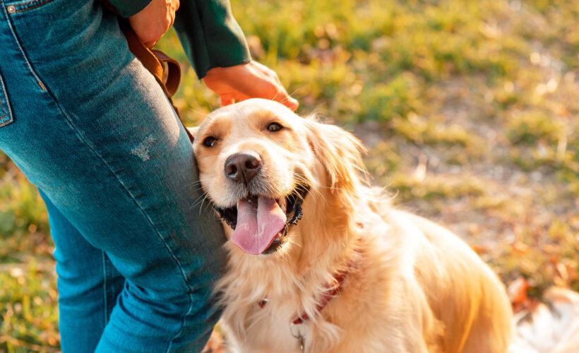 Why Golden Retrievers Are the Best