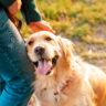 Why Golden Retrievers Are the Best