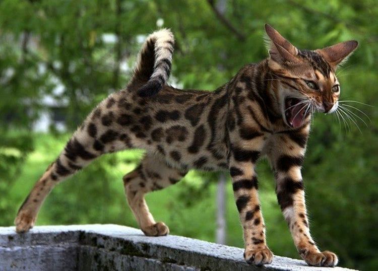 Are Bengal Cats Dangerous