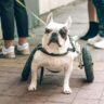 what is ivdd french bulldog