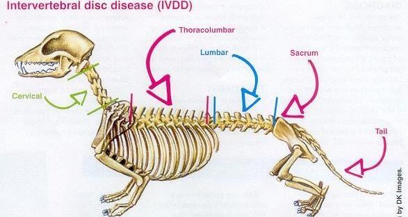 what is ivdd french bulldog