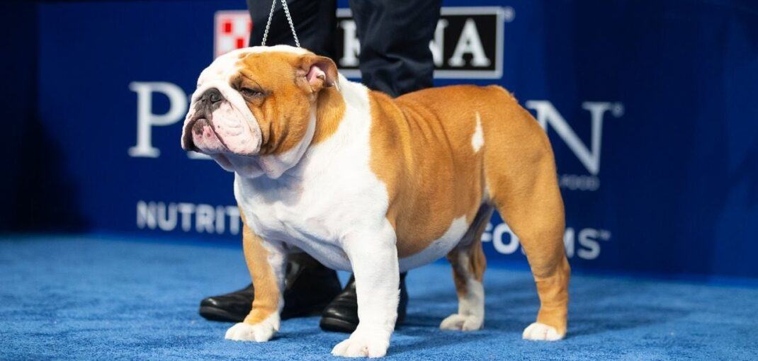 when is an english bulldog full grown 1