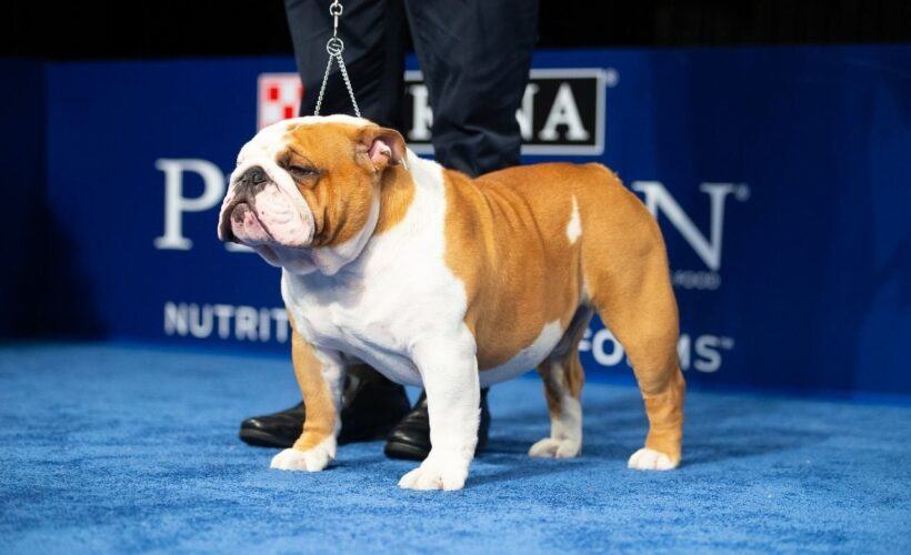 when is an english bulldog full grown 1