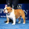 when is an english bulldog full grown 1