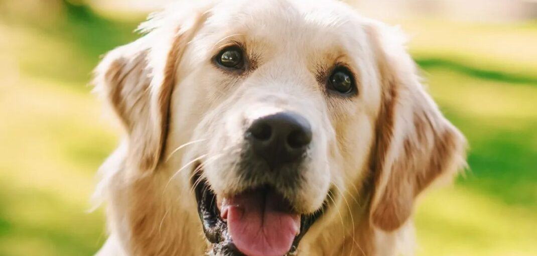 where do golden retrievers originate from