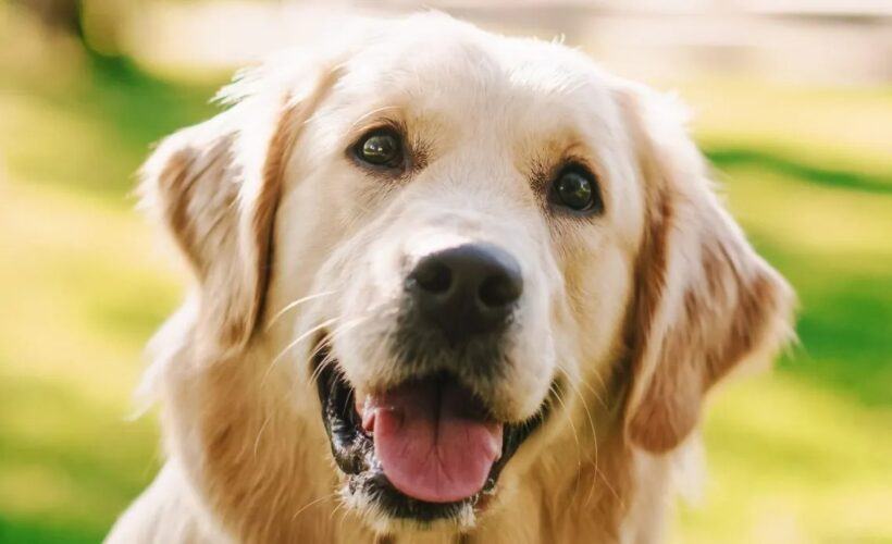 where do golden retrievers originate from