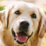 where do golden retrievers originate from