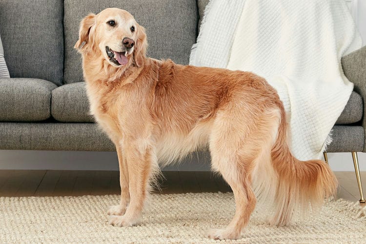 where do golden retrievers originate from