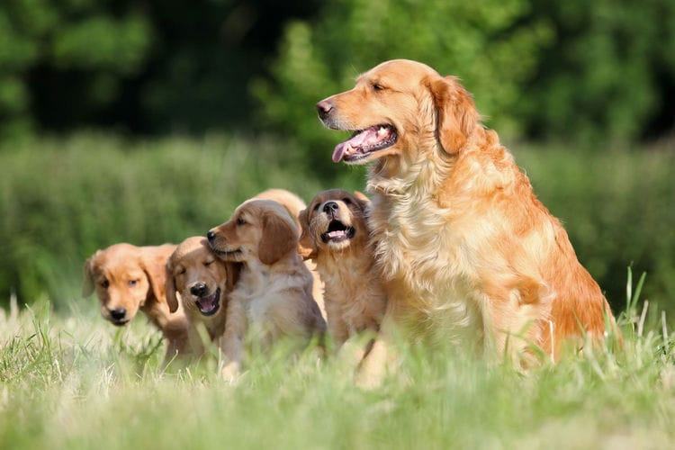 where do golden retrievers originate from