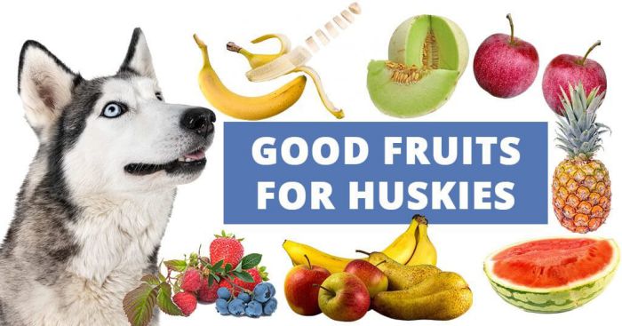 can huskies eat apples